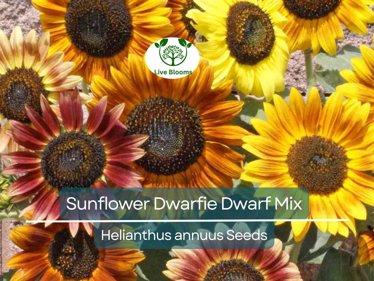 Dwarf Sunflower Seeds Mix | Helianthus annuus | Non-GMO, Pollinator-Friendly, Compact Garden Flowers