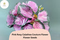 Pink Rosy Calathea Seeds | Exotic Tropical Foliage Plant | Calathea roseopicta ‘Rosy’ for Indoor & Outdoor Gardens