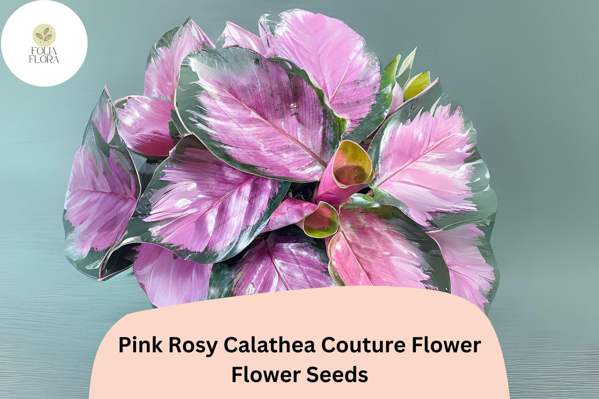 Pink Rosy Calathea Seeds | Exotic Tropical Foliage Plant | Calathea roseopicta ‘Rosy’ for Indoor & Outdoor Gardens