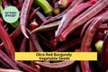 Red Burgundy Okra Seeds – 3 Packs of 1g Heirloom Seeds for Garden Beds, Containers, Cooking, Abelmoschus esculentus