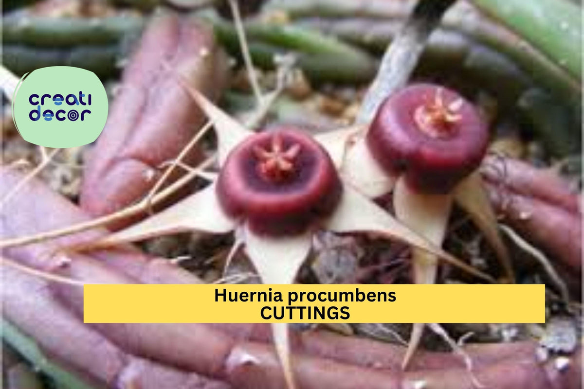 Huernia procumbens Cutting Set of 3 | Unrooted Trailing Succulents with Star-Shaped Flowers | Easy Propagation