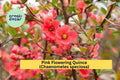 Pink Flowering Quince Bare Root Sapling - Ornamental Spring Blooming Shrub - Chaenomeles speciosa