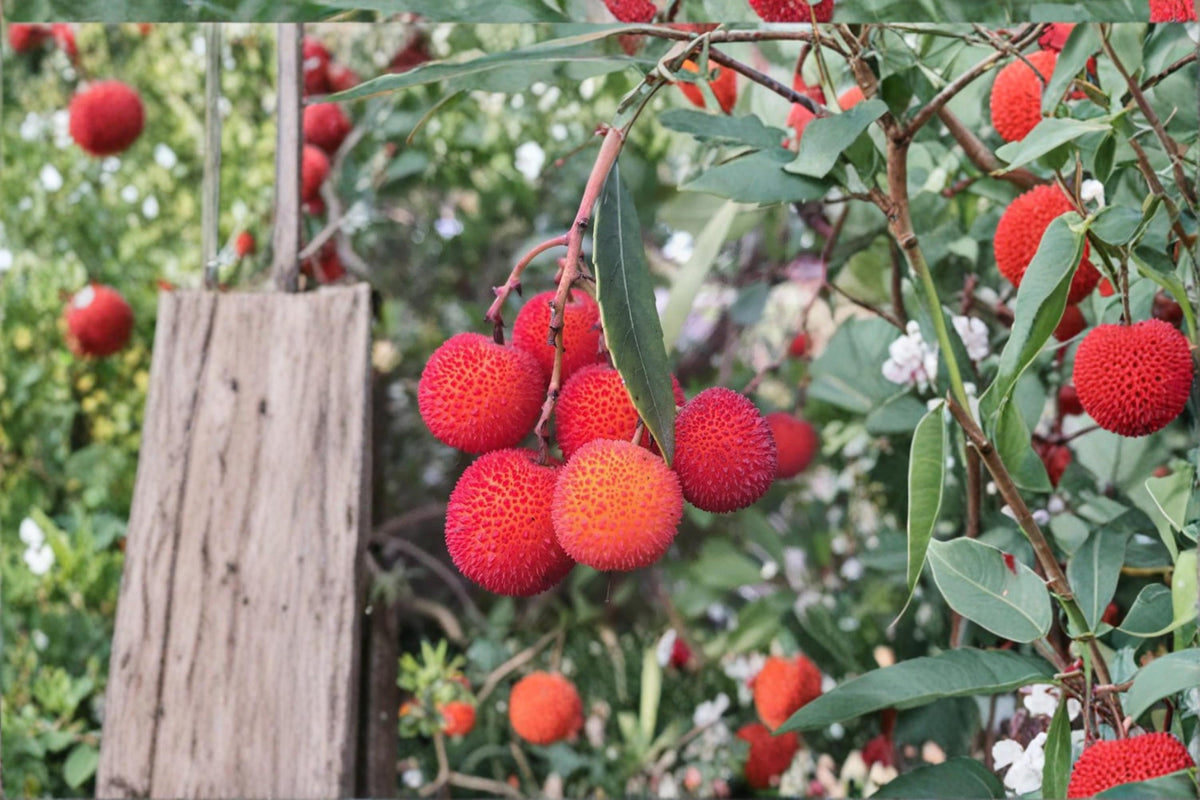 Strawberry Tree Plants - 2 Live Evergreen Shrubs with Red Fruits & White Flowers - Arbutus unedo