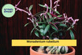 Monadenium rubellum Rooted Cutting – Rare Caudex Euphorbia Succulent for Bonsai & Collectors, Exotic Drought-Tolerant Plant