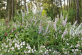 Vitex agnus-castus Chaste Tree Seeds – Fragrant Purple Blooms, Drought-Tolerant Pollinator Shrub, Ornamental and Xeriscape Plant