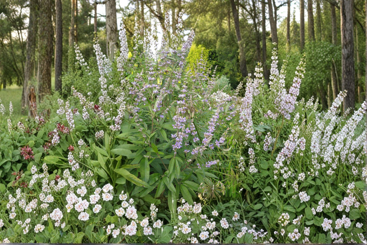 Vitex agnus-castus Chaste Tree Seeds – Fragrant Purple Blooms, Drought-Tolerant Pollinator Shrub, Ornamental and Xeriscape Plant