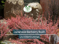 6 Japanese Barberry Bush Cuttings, Berberis thunbergii, Edible Berries, Organic Unrooted Propagation Material