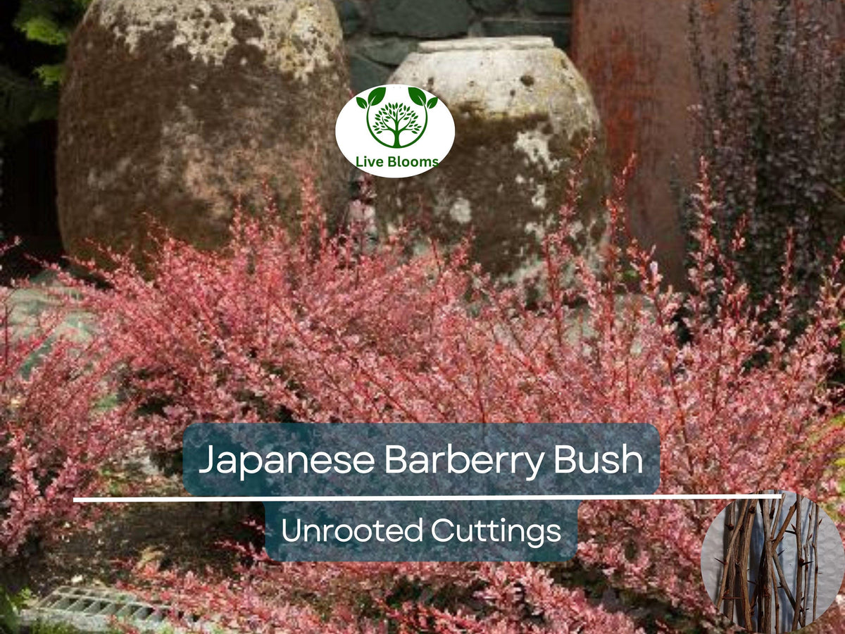 6 Japanese Barberry Bush Cuttings, Berberis thunbergii, Edible Berries, Organic Unrooted Propagation Material