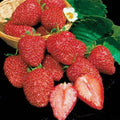 Earliglow Strawberry Plants 25 Bare Root June-Bearing Cold Hardy Fruit for Garden & Containers