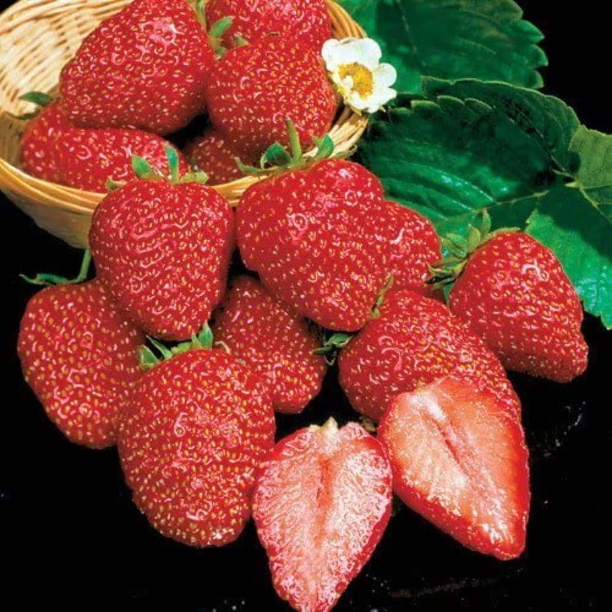 Earliglow Strawberry Plants 25 Bare Root June-Bearing Cold Hardy Fruit for Garden & Containers