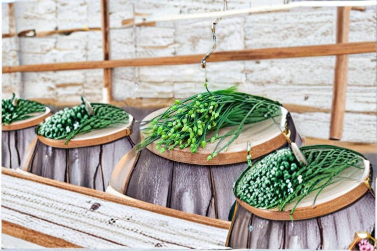 Flowering Chinese Leek Seeds | Edible Allium tuberosum | Asian Herb & Pollinator Plant | Perennial Herb for Culinary & Garden
