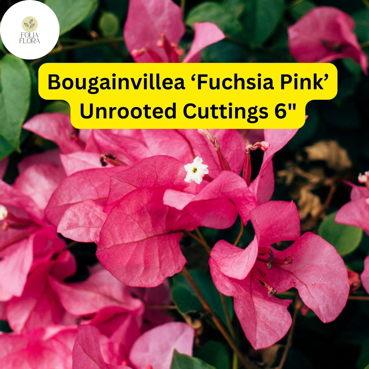 Bougainvillea ‘Fuchsia Pink’ Live Unrooted Cuttings – Drought-Tolerant, Fast-Growing Climbing Vine, Vibrant Blooms, Garden, Patio, Trellis