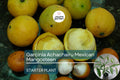 Garcinia Achachairu Starter Plant – Mexican Mangosteen, Exotic Tropical Fruit Tree, 10-18 Inches, Sweet & Tangy Flavored Fruit