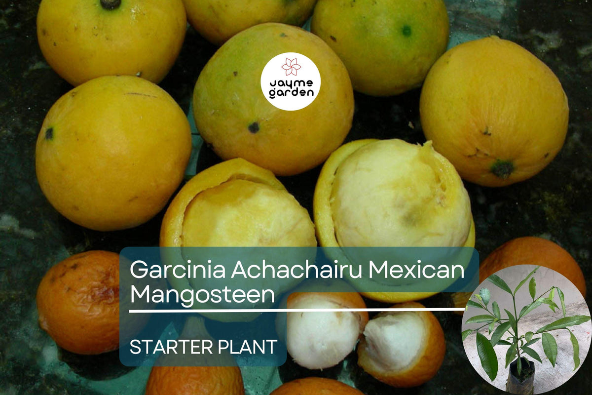 Garcinia Achachairu Starter Plant – Mexican Mangosteen, Exotic Tropical Fruit Tree, 10-18 Inches, Sweet & Tangy Flavored Fruit
