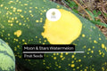 Moon & Stars Watermelon Seeds – Heirloom Citrullus lanatus with Yellow Spots, Juicy Red Flesh, Large Fruits, Garden or Market Planting