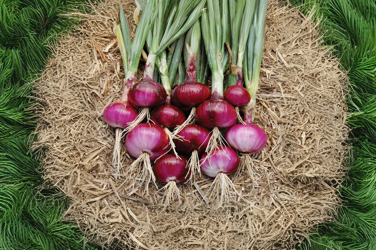 Red Burgundy Onion Seeds – Short-Day Allium cepa for Home Garden, Mild Red Bulbs, 70 Seeds