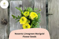 25+ Nosento Limegreen Marigold Seeds | Tagetes erecta | Rare Green Marigold Flower Seeds for Garden, Borders & Cut Flowers