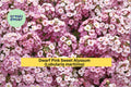 Dwarf Pink Sweet Alyssum Seeds | Lobularia maritima | Fragrant Border Plant | Low-Growing Pink Flowering Annual | 100 Seeds