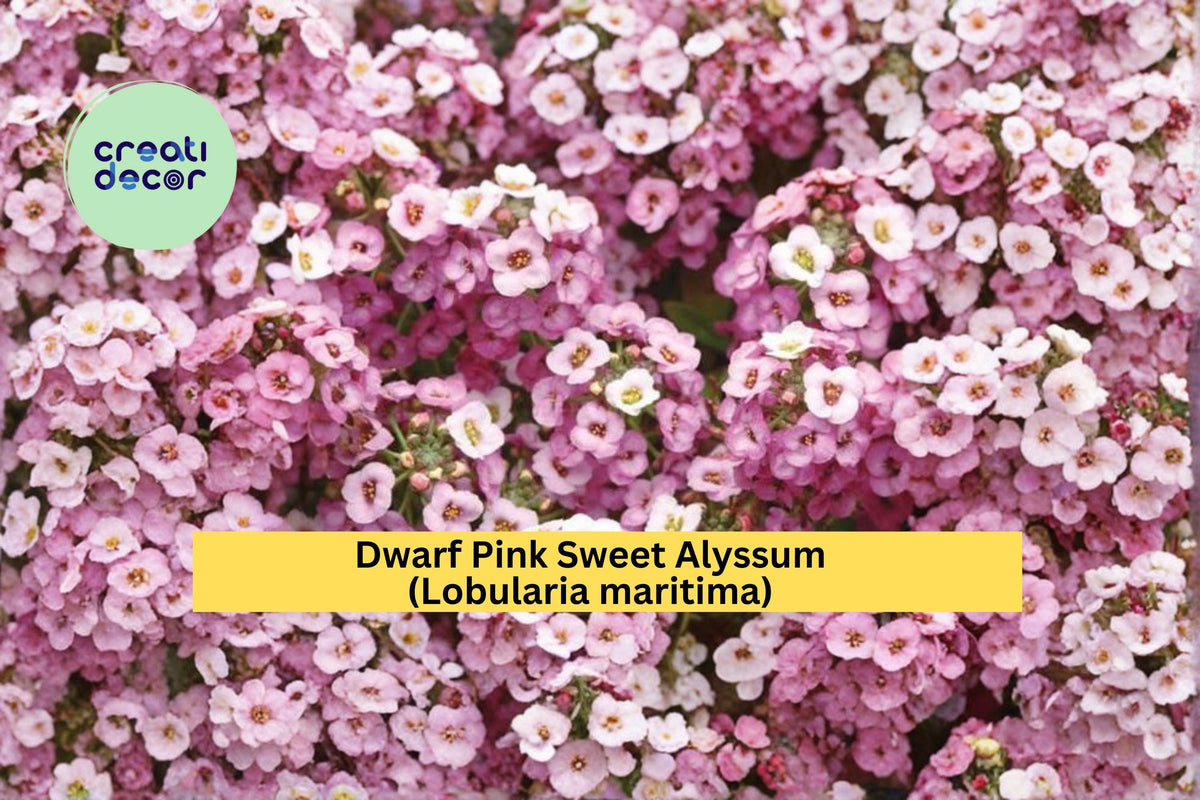 Dwarf Pink Sweet Alyssum Seeds | Lobularia maritima | Fragrant Border Plant | Low-Growing Pink Flowering Annual | 100 Seeds