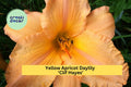 Yellow Apricot Daylily ‘Clif Hayes’ Perennial Plant | Large 7.5" Summer Blooms | Hemerocallis