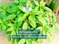 50 Ashwagandha Herb Seeds for Planting | Withania somnifera | Indian Ginseng | Non-GMO, Easy to Grow