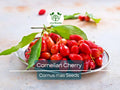 15 Cornus mas Seeds | Edible Dogwood Berry Shrub for Garden & Orchard | Fruit-Bearing, Hardy, Non-GMO