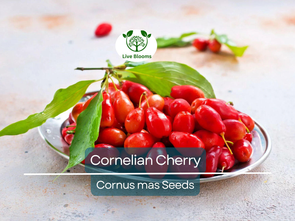 15 Cornus mas Seeds | Edible Dogwood Berry Shrub for Garden & Orchard | Fruit-Bearing, Hardy, Non-GMO