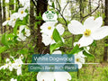 3 White Dogwood Tree Bare Root – Cornus florida, 12–24 inches tall, flowering ornamental for landscape, zones 5–9