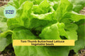 Tom Thumb Butterhead Lettuce Seeds 3pcs – Miniature Heirloom Lactuca sativa for Container Gardening and Small Spaces