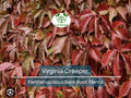 Virginia Creeper Vines – Bare Root 5 Pack – Parthenocissus quinquefolia – Fast-Growing Native Climber for Fences, Walls, and Landscaping