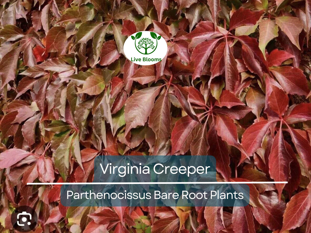Virginia Creeper Vines – Bare Root 5 Pack – Parthenocissus quinquefolia – Fast-Growing Native Climber for Fences, Walls, and Landscaping