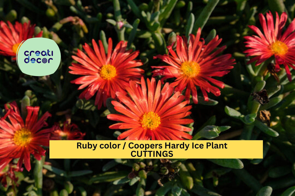 10 Ruby Ice Plant Cuttings – Delosperma cooperi Succulent Ground Cover for Rock Gardens, Drought Tolerance