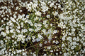 Baby’s Breath Seeds – Gypsophila elegans Covent Garden White, Annual Flower for Bouquets & Gardens, 100 Seeds