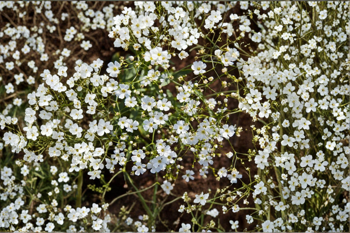 Baby’s Breath Seeds – Gypsophila elegans Covent Garden White, Annual Flower for Bouquets & Gardens, 100 Seeds