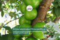 White Jaboticaba Tree Starter Plant – Plinia cauliflora, Tropical Fruit Live Plant, 8-15 Inches, Exotic Edible Landscape Tree