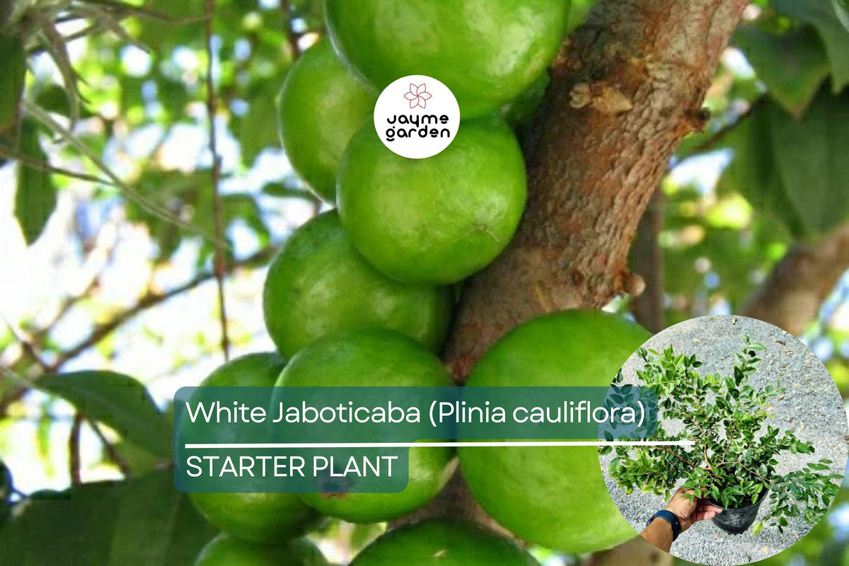 White Jaboticaba Tree Starter Plant – Plinia cauliflora, Tropical Fruit Live Plant, 8-15 Inches, Exotic Edible Landscape Tree