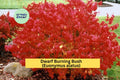 Dwarf Burning Bush Set of 10 Bare Root Euonymus alatus Shrubs Fall Foliage Ornamental Hedge Plants
