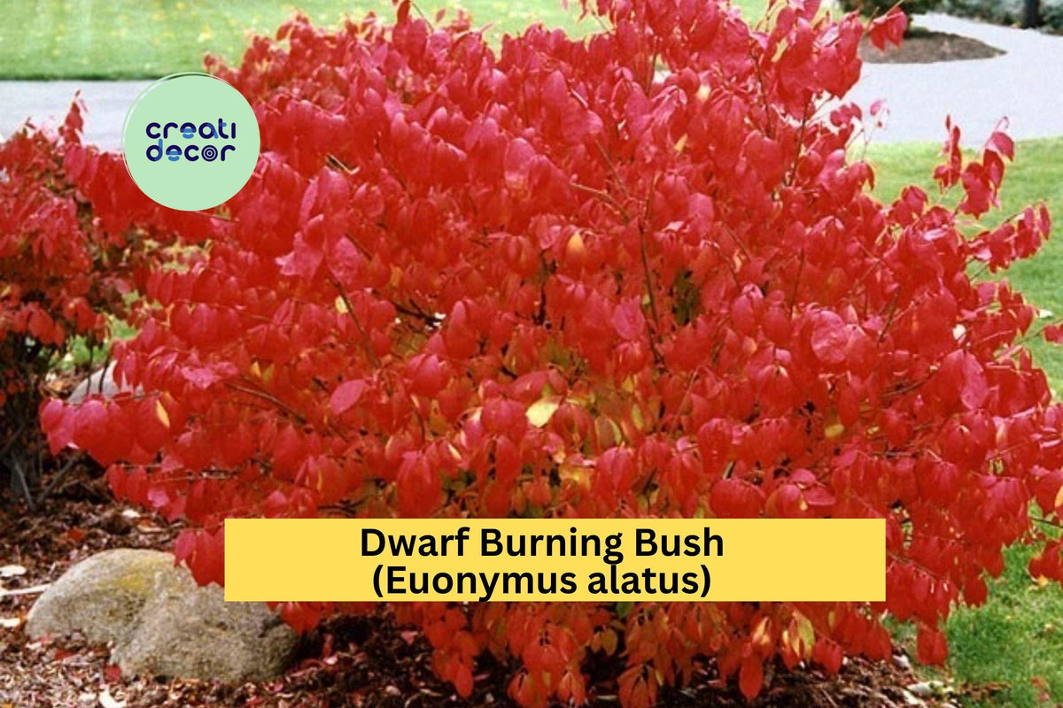 Dwarf Burning Bush Set of 10 Bare Root Euonymus alatus Shrubs Fall Foliage Ornamental Hedge Plants