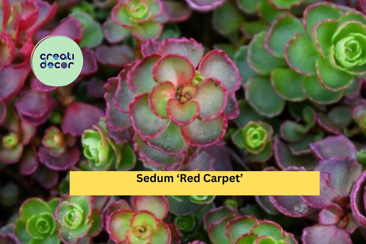 Sedum ‘Red Carpet’ Live Plants | Set of 7 Bare Root Hardy Succulent Groundcover for Rock Gardens and Landscaping