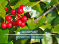 Chinese Holly Seeds 500mg Ilex Cornuta Evergreen Shrub for Hedges, Privacy, Wildlife-Friendly Landscaping