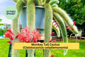 Monkey Tail Cactus Starter Plant - 2" Pot, Cleistocactus colademononis, Fuzzy Trailing Succulent, Hanging Basket, Easy Care