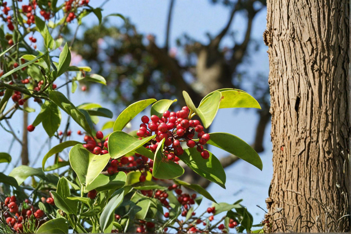 Ilex rotunda Kurogane Holly Seeds – Evergreen Ornamental Tree, Glossy Foliage, 25 Seeds for Landscaping & Hedges
