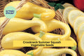 Early Crookneck Squash Seeds – 3 Packs of 10 Premium Cucurbita pepo Heirloom Seeds for High Yields, Summer Gardening, Bright Yellow Curved-Neck