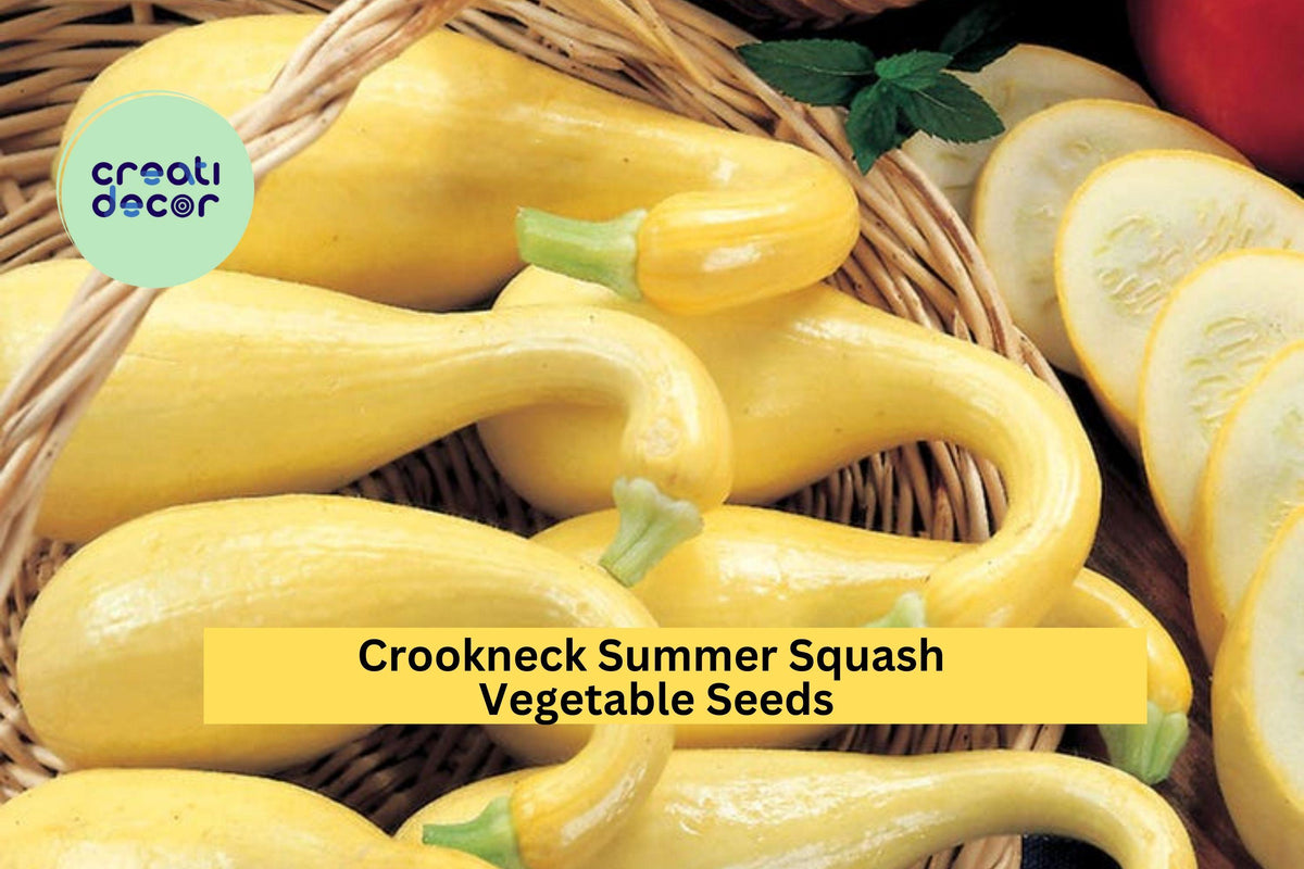 Early Crookneck Squash Seeds – 3 Packs of 10 Premium Cucurbita pepo Heirloom Seeds for High Yields, Summer Gardening, Bright Yellow Curved-Neck