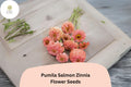 100+ Pumila Salmon Zinnia Seeds – Soft Salmon-Pink Blooms for Garden Beds, Borders & Cut Flowers | Zinnia elegans