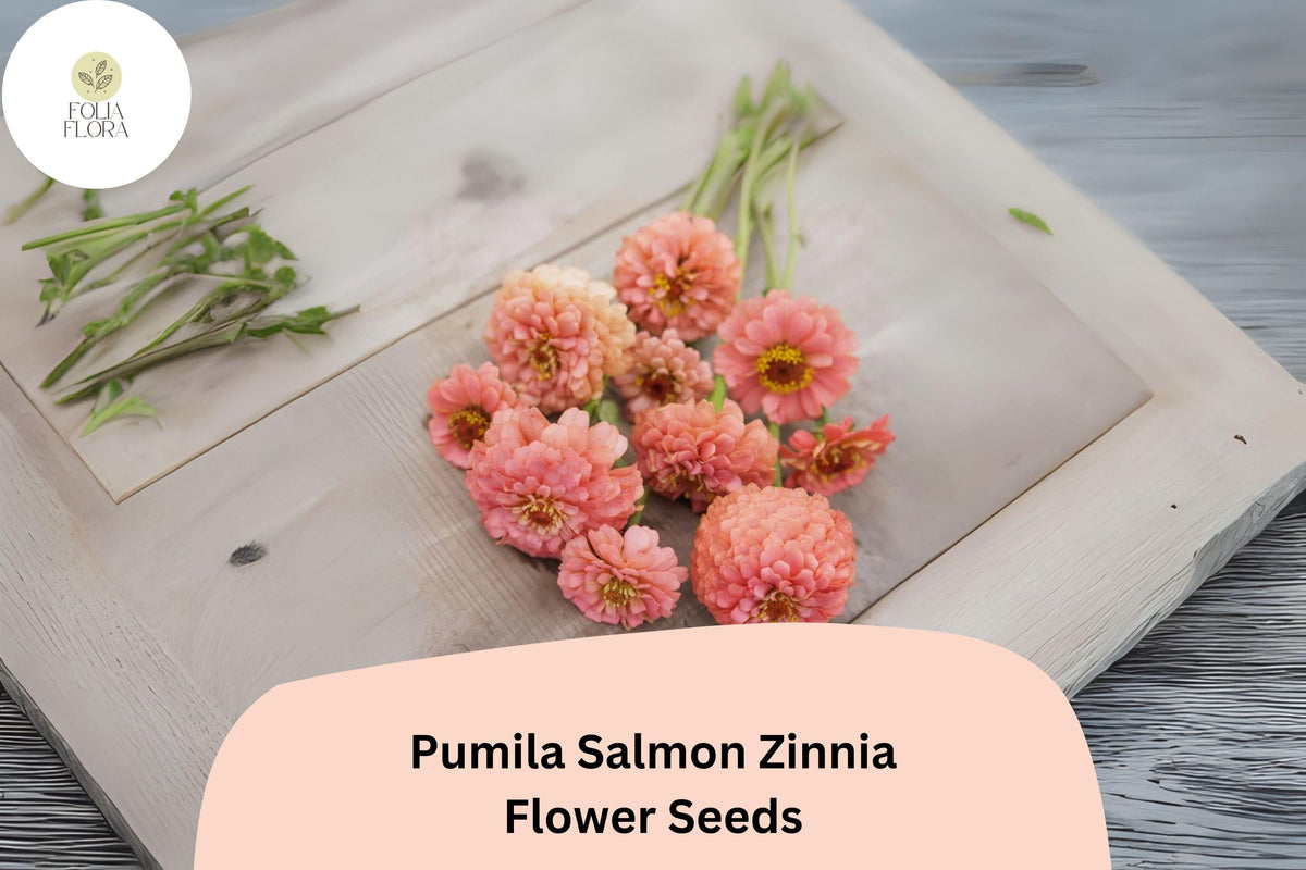 100+ Pumila Salmon Zinnia Seeds – Soft Salmon-Pink Blooms for Garden Beds, Borders & Cut Flowers | Zinnia elegans