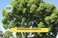 Lot of 2 Camphor Tree Seedlings | Cinnamomum camphora | 8–10 Inch Live Evergreen Shade Trees for Garden Planting