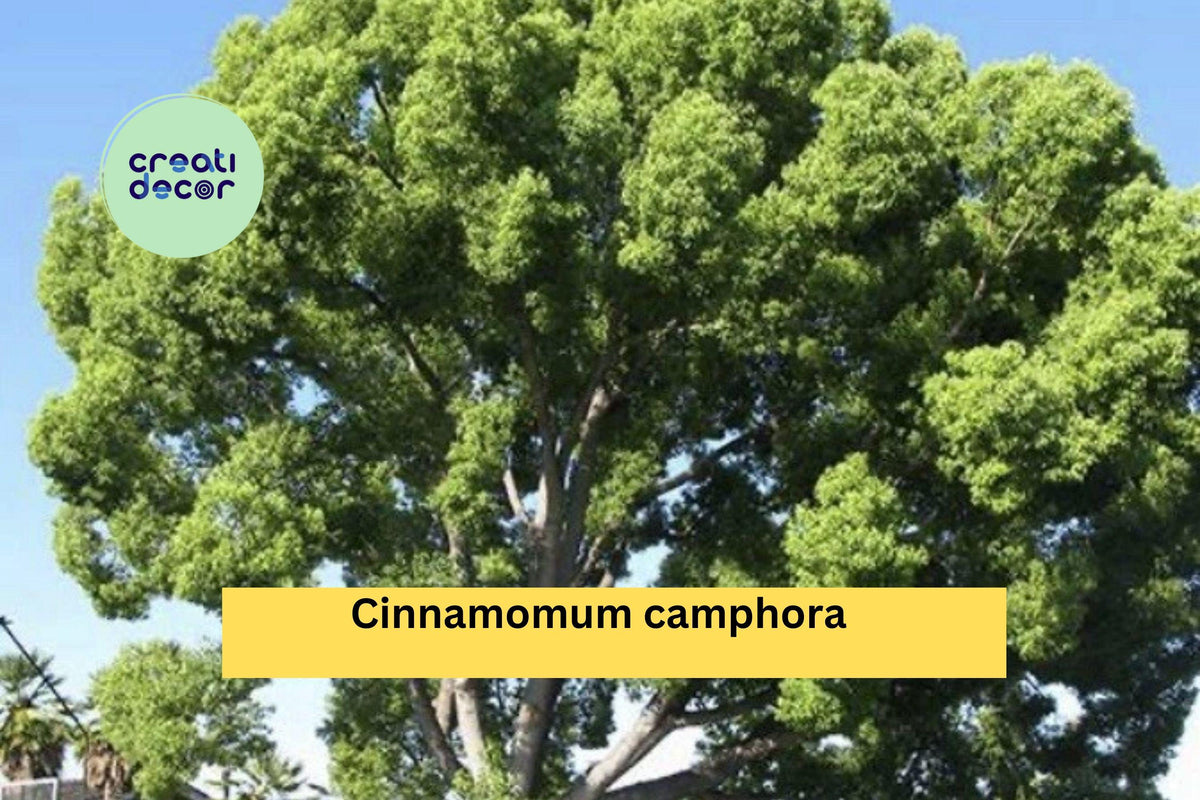 Lot of 2 Camphor Tree Seedlings | Cinnamomum camphora | 8–10 Inch Live Evergreen Shade Trees for Garden Planting
