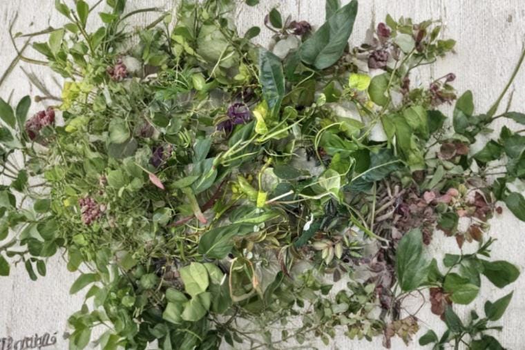 Mystery Assorted Plant Cuttings Box – 10 Unrooted Propagation Cuttings for Houseplants, Succulents & More