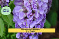 10 Hardy Wisteria Cuttings – Purple Flowering Climber for Trellis, Fence, Pergola | Wisteria frutescens | Zones 4–9
